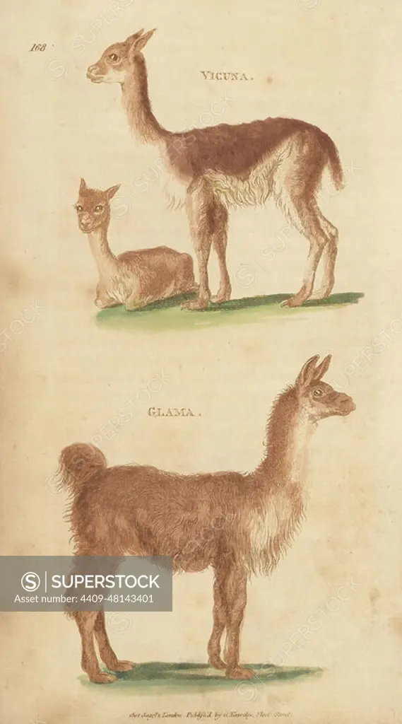 Vicuna, Lama vicugna, and llama, Lama glama. Handcoloured copperplate engraving by James Heath from George Shaw's General Zoology: Mammalia, Thomas Davison, London, 1801.