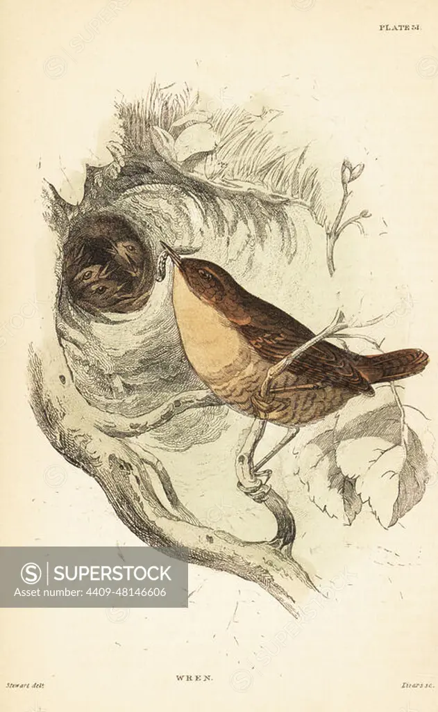 Eurasian wren, Troglodytes troglodytes, bringing a caterpillar to young nestlings in a nest. Handcoloured steel engraving by Lizars after an illustration by James Stewart from J.M. Bechsteins Cage and Chamber-Birds, George Bell, Covent Garden, London, 1889.