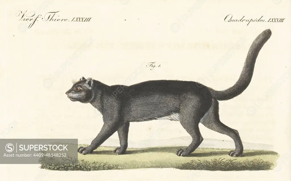 Jaguarundi, Herpailurus yagouaroundi. Wild cat native to South and Central America, also known as the eyra, gato moro, tigrillo. Le yaguarundi, Felis yaguarundi. Handcoloured copperplate engraving by Th. Goetz from Carl Bertuch's Bilderbuch fur Kinder (Picture Book for Children), Weimar, 1815. A 12-volume encyclopedia for children illustrated with almost 1,200 engraved plates on natural history, science, costume, mythology, etc., published from 1790-1830.