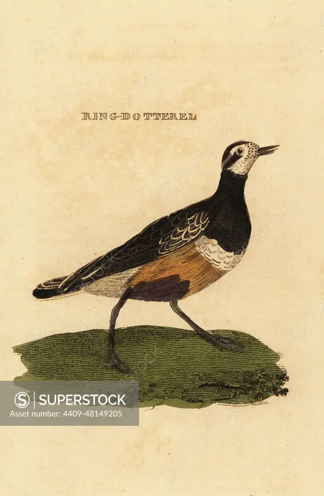 Eurasian dotterel, Charadrius morinellus. Ring-dotterel. Handcoloured woodblock engraving after an illustration by Edward Donovan from The Natural History of Birds, published by Brightly and Childs, Bungay, Suffolk, 1815. Charles Brightly established a printing and stereotype foundry in Bungay in 1795 and went into partnership with nonconformist radical printer John Firby Childs in 1808..