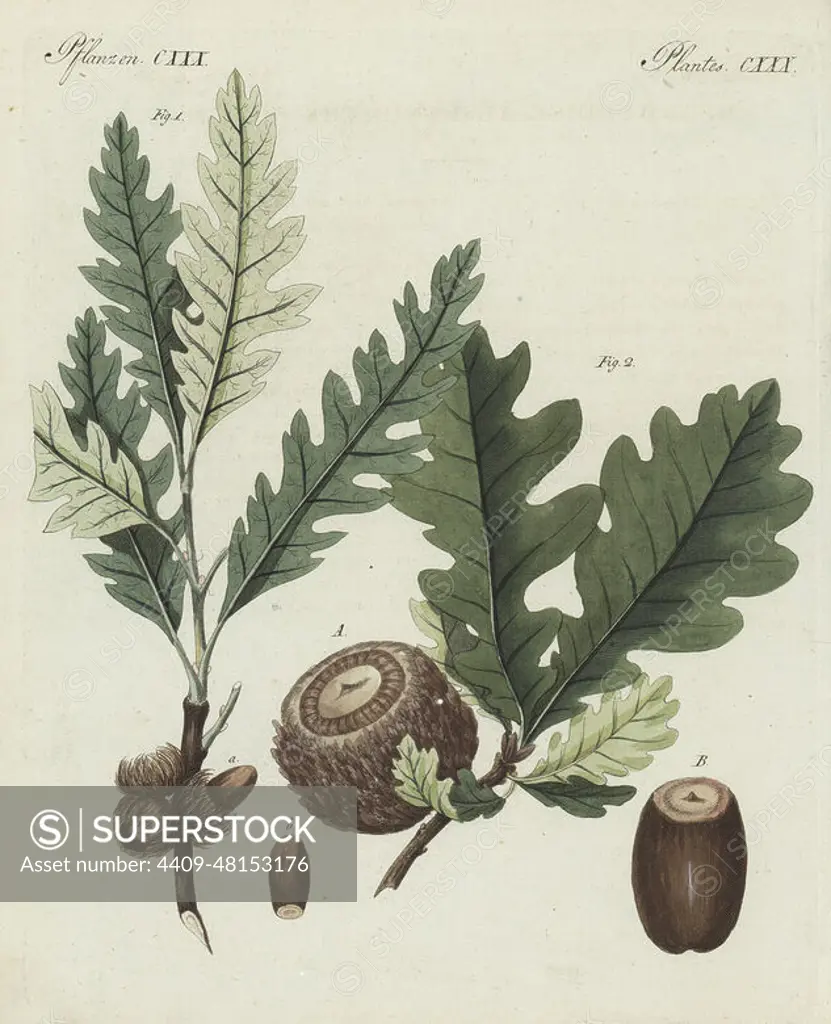 Sessile oak, Quercus petraea 1, and Valonia oak, Quercus ithaburensis subsp. macrolepis 2. Speisefrucht-Eiche, chene grec, Quercus esculus, Knopper-Eiche, chene a grosses cupules, Quercus aegilops. The botanicals were drawn by Henriette and Conrad Westermayr, F. Götz and C. Ermer. Handcoloured copperplate engraving from Carl Bertuch's Bilderbuch fur Kinder (Picture Book for Children), Weimar, 1810. A 12-volume encyclopedia for children illustrated with almost 1,200 engraved plates on natural history, science, costume, mythology, etc., published from 1790-1830.