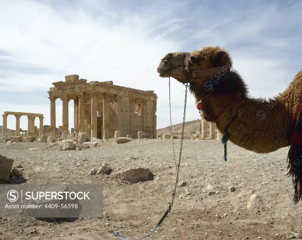 Dromedary. Roman ruins, Palmyra. Syria. Photo taken before the Syrian Civil War.