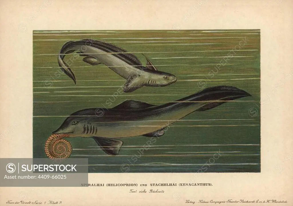 Helicoprion with tooth whorl, genus of shark-like cartilaginous fish, and Xenacanthus, genus of prehistoric shark. Both became extinct in the Triassic. Colour printed (chromolithograph) illustration by F. John from "Tiere der Urwelt" Animals of the Prehistoric World, 1910, Hamburg. From a series of prehistoric creature cards published by the Reichardt Cocoa company.