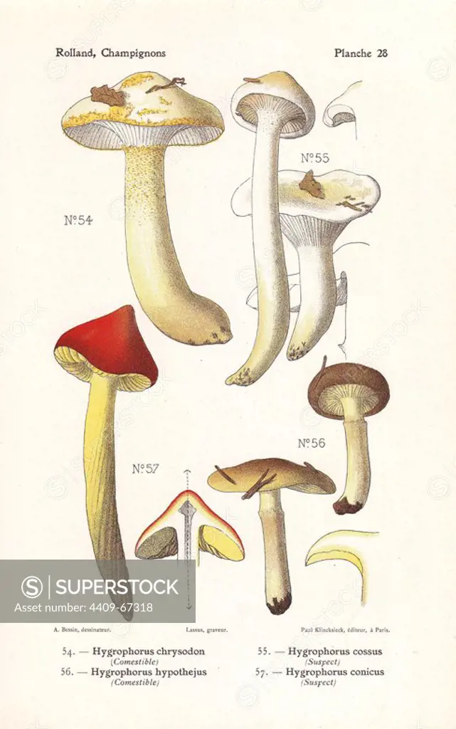 Gold-flecked woodwax, Hygrophorus chrysodon, H. cossus, Herald of winter mushroom, Hygrophorus hypothejus, H. conicus. Chromolithograph drawn by Bessin for Leon Rolland's "Atlas des Champignons" 1911.