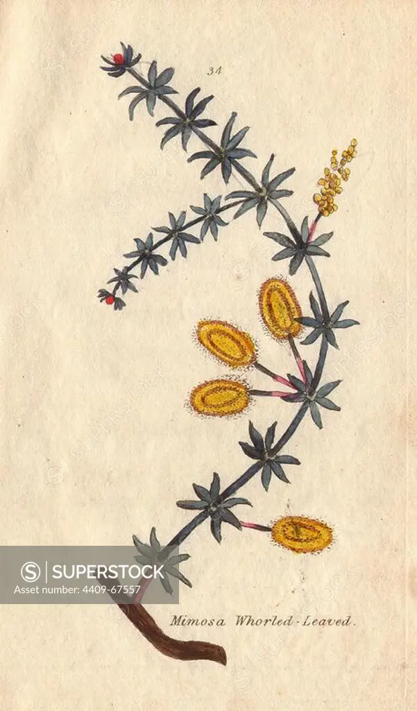 Whorled-leaved mimosa, Mimosa verticillata with yellow flowers and starry foliage.. Illustration by Henrietta Moriarty from "Fifty Plates of Greenhouse Plants" (1807), a re-issue of her own "Viridarium" (1806), with handcoloured copperplate engravings. Moriarty was a colonel's widow who turned to writing novels and illustrating botanical books to support her four children.