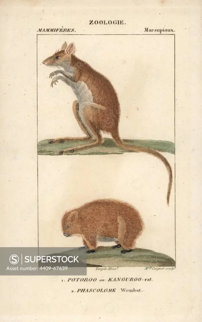 Long-footed potoroo or kangaroo rat, Potorous longipes (endangered), and common wombat, Vombatus ursinus. Handcoloured copperplate stipple engraving from Frederic Cuvier's "Dictionary of Natural Science: Mammals," Paris, France, 1816. Illustration by J. G. Pretre, engraved by Miss Coignet, directed by Pierre Jean-Francois Turpin, and published by F.G. Levrault. Jean Gabriel Pretre (1780~1845) was painter of natural history at Empress Josephine's zoo and later became artist to the Museum of Natural History. Turpin (1775-1840) is considered one of the greatest French botanical illustrators of the 19th century.