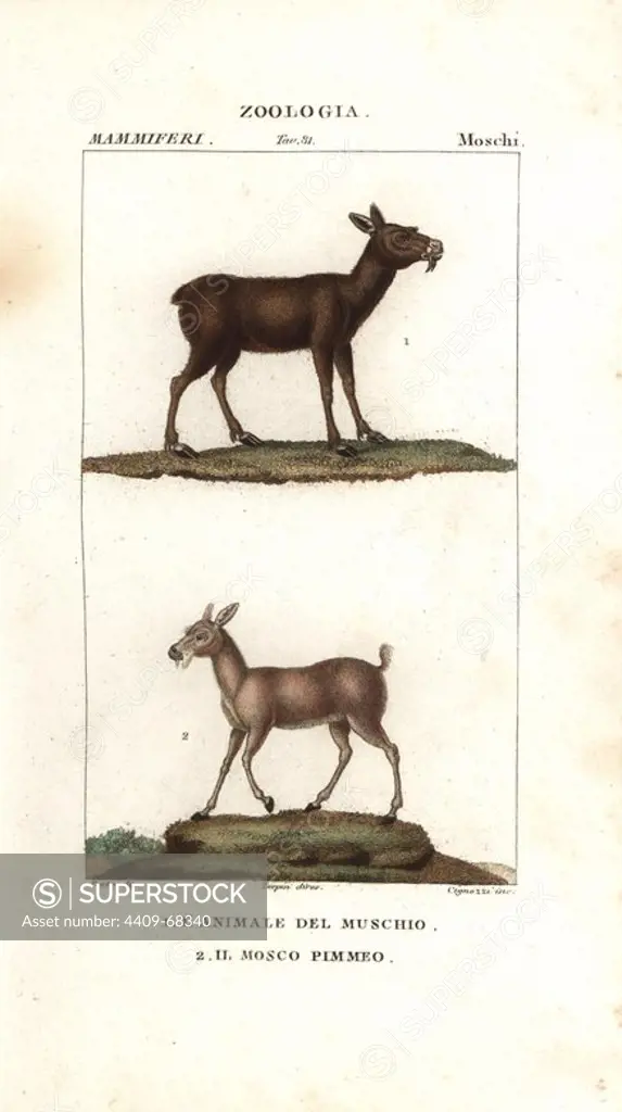 Siberian musk deer, Moschus moschiferus (vulnerable), and dwarf musk deer or Chinese forest musk deer, Moschus berezovskii (endangered). Handcoloured copperplate stipple engraving from Antoine Jussieu's "Dictionary of Natural Science," Florence, Italy, 1837. Illustration by J. G. Pretre, engraved by Cignozzi, directed by Pierre Jean-Francois Turpin, and published by Batelli e Figli. Jean Gabriel Pretre (1780~1845) was painter of natural history at Empress Josephine's zoo and later became artist to the Museum of Natural History. Turpin (1775-1840) is considered one of the greatest French botanical illustrators of the 19th century.