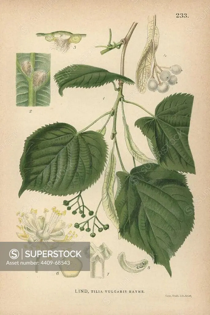 Lime tree, Tilia vulgaris Hayne. Chromolithograph from Carl Lindman's "Bilder ur Nordens Flora" (Pictures of Northern Flora), Stockholm, Wahlström & Widstrand, 1905. Lindman (1856-1928) was Professor of Botany at the Swedish Museum of Natural History (Naturhistoriska Riksmuseet). The chromolithographs were based on Johan Wilhelm Palmstruch's "Svensk botanik" (1802-1843).