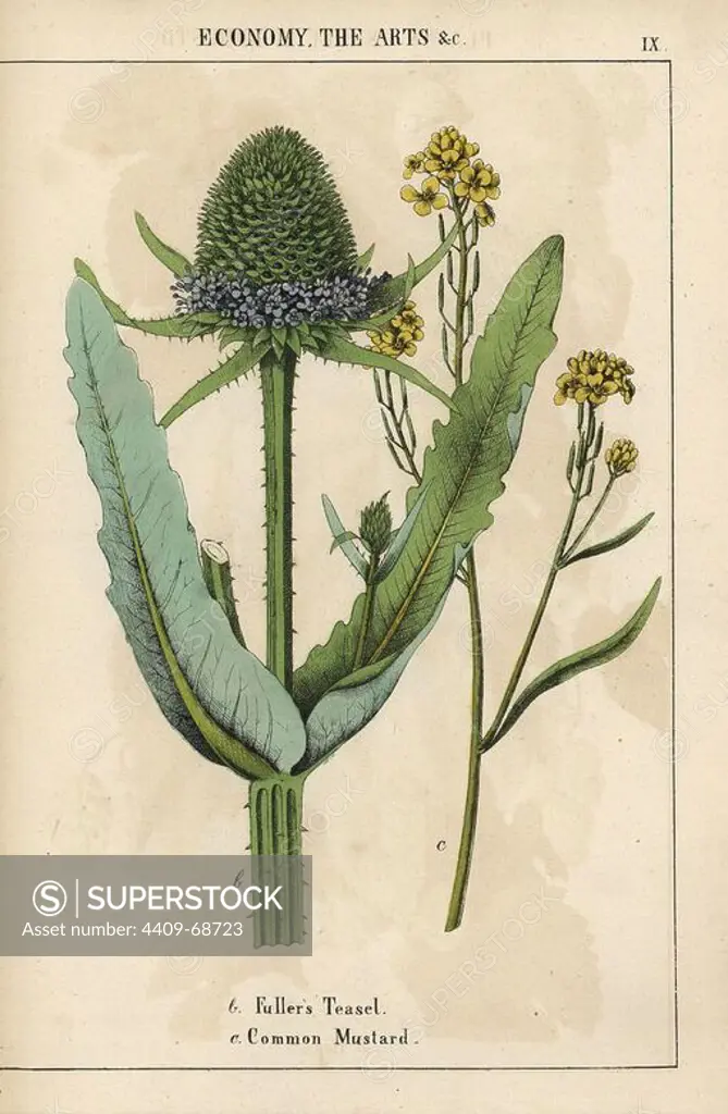 Fuller's teasel or thistle and common mustard with yellow flowers. Chromolithograph from "The Instructive Picturebook, or Lessons from the Vegetable World," Charlotte Mary Yonge, Edinburgh, 1858.