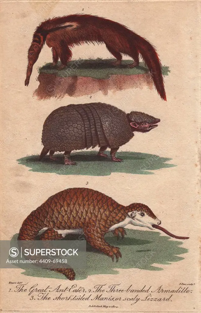 Great anteater, three-banded armadillo and short-tailed manis . Cyclopes didactylus, Tolypeutes matacus, Manis pentadactyla. Hand-colored copperplate engraving from a drawing by George Wolfgang Knorr from Ebenezer Sibly's "Universal System of Natural History" 1794. The prolific Sibly published his Universal System of Natural History in 1794~1796 in five volumes covering the three natural worlds of fauna, flora and geology. The series included illustrations of mythical beasts such as the sukotyro and the mermaid, and depicted sloths sitting on the ground (instead of hanging from trees) and a domesticated female orang utan wearing a bandana. The engravings were by J. Pass, J. Chapman and Barlow copied from original drawings by famous natural history artists George Edwards, Albertus Seba, Maria Sybilla Merian, and Johann Ihle.