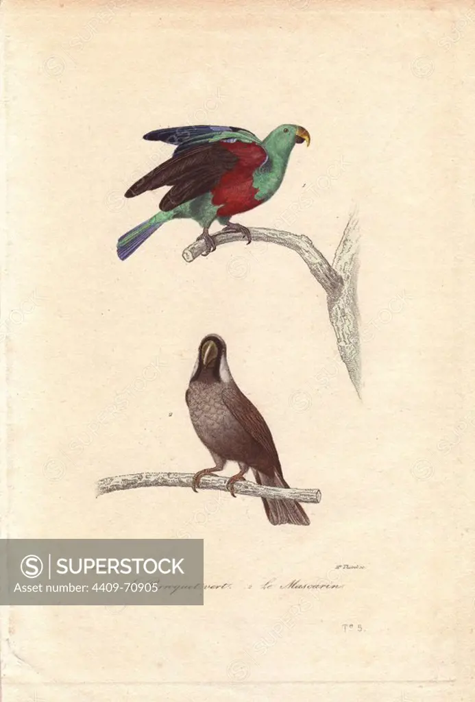 Green parrot, Psittacus viridis, and extinct Mascarene parrot, Mascarinus mascarinus. Handcolored engraving by Madame Thorel after a drawing by Edouard Travies from Richard's "Oeuvres Completes de Buffon," Paris, Pourrat Freres, 1839.