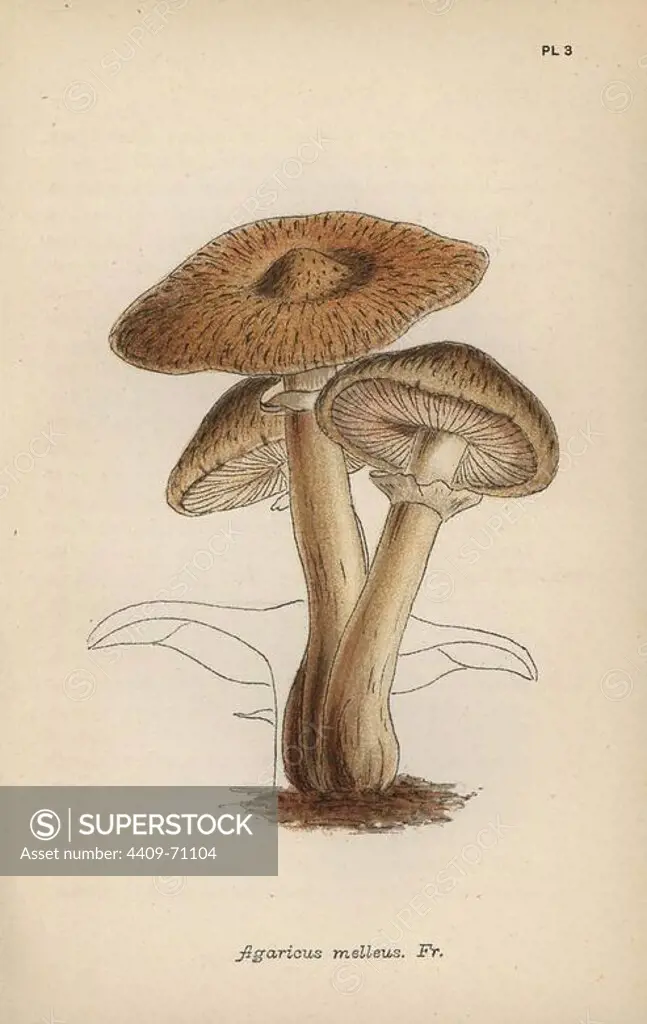 Hallimasch mushroom, Agaricus melleus. Chromolithograph of an illustration by Mordecai Cubitt Cooke from "A Plain and Easy Account of British Fungi," Robert Hardwicke, London 1862. Cooke (1825-1914) was an English botanist and mycologist who worked at the India Museum and the Royal Botanic Garden at Kew.