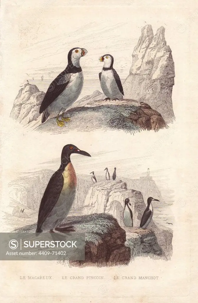 Puffin, Fratercula arctica, extinct great auk, Pinguinus impennis, and emperor penguin, Aptenodytes forsteri. Handcolored engraving after a drawing by Edouard Travies from Richard's "Oeuvres Completes de Buffon," Paris, Pourrat Freres, 1839.