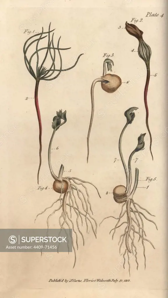Pea Pisum sativum seeds in stages of vegetation. Handcoloured copperplate engraving of a botanical illustration by Sydenham Edwards for William Curtis's "Lectures on Botany, as delivered in the Botanic Garden at Lambeth," 1805. Edwards (1768-1819) was the artist of thousands of botanical plates for Curtis' "Botanical Magazine" and his own "Botanical Register.".