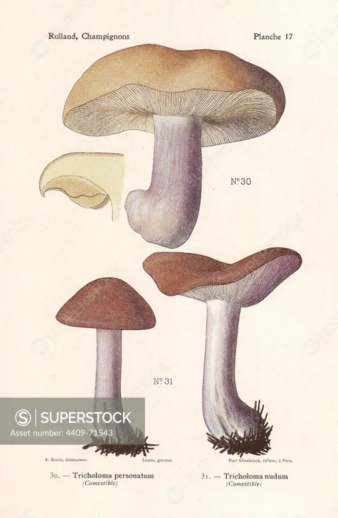 Edible mushrooms: blewit, Tricholoma personatum, Clitocybe saeva, and wood blewit, Tricholoma nudum, Clitocybe nuda. Chromolithograph drawn by Bessin for Leon Rolland's "Atlas des Champignons" 1911.