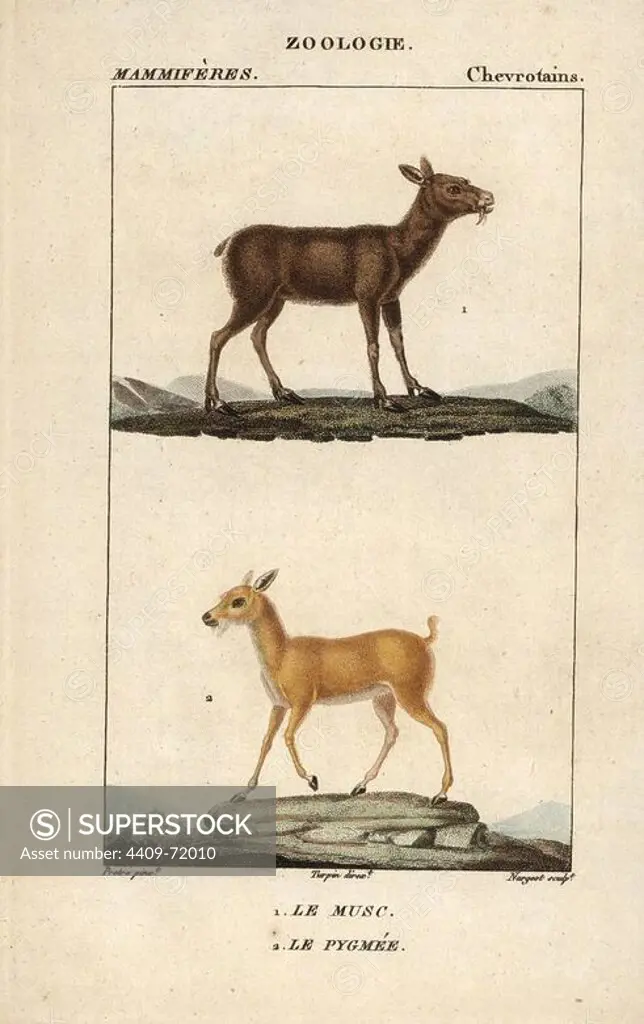 Siberian musk deer, Moschus moschiferus (vulnerable), and dwarf musk deer or Chinese forest musk deer, Moschus berezovskii (endangered). Handcoloured copperplate stipple engraving from Frederic Cuvier's "Dictionary of Natural Science: Mammals," Paris, France, 1816. Illustration by J. G. Pretre, engraved by Nargeot, directed by Pierre Jean-Francois Turpin, and published by F.G. Levrault. Jean Gabriel Pretre (1780~1845) was painter of natural history at Empress Josephine's zoo and later became artist to the Museum of Natural History. Turpin (1775-1840) is considered one of the greatest French botanical illustrators of the 19th century.