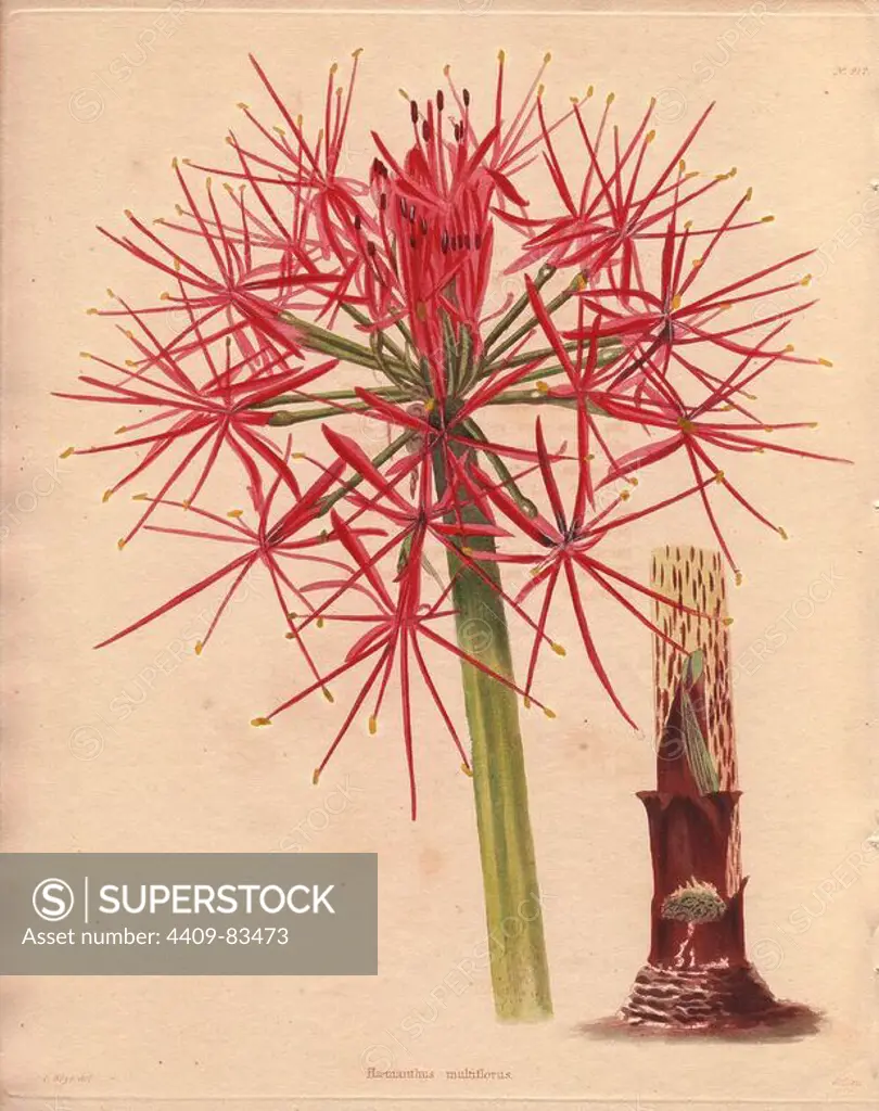 Haemanthus multiflorus. African blood lily . "Native of Sierra Leone. It was introduced into this country by 1783, and is a very elegant plant flowering at certain seasons. Our bulbs were received in 1822, since which time they have been flowering in succession.". Drawn by T. Boys, engraved by George Cooke. Conrad Loddiges and Sons published an illustrated catalogue of the nursery's plants entitled the Botanical Cabinet. The monthly magazine featured 10 hand-coloured illustrations and ran from 1817 to 1833 to total 2,000 plates. The publication introduced many exquisite camellias from China, exotic orchids and lilies from the New World, and about 100 varieties of heaths from South Africa, which were currently in vogue. (The Victorian era saw a series of manias for flowers - from roses and camellias to heaths, ferns and orchids.). Most of the plates were drawn by the author George Loddiges and local engraver George Cooke (1781~1834). The others were drawn by Loddiges' daughter Jane and 
