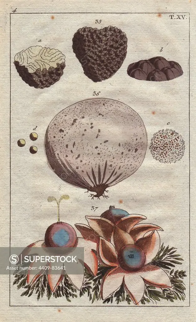 Truffle, Lycoperdon tuber, puffball, Lycoperdon bovista, and starred shell-puff Geastrum stellatum. Handcolored copperplate engraving of a botanical illustration from G. T. Wilhelm's "Unterhaltungen aus der Naturgeschichte" (Encyclopedia of Natural History), Vienna, 1816. Gottlieb Tobias Wilhelm (1758-1811) was a Bavarian clergyman and naturalist in Augsburg, where the first edition was published.