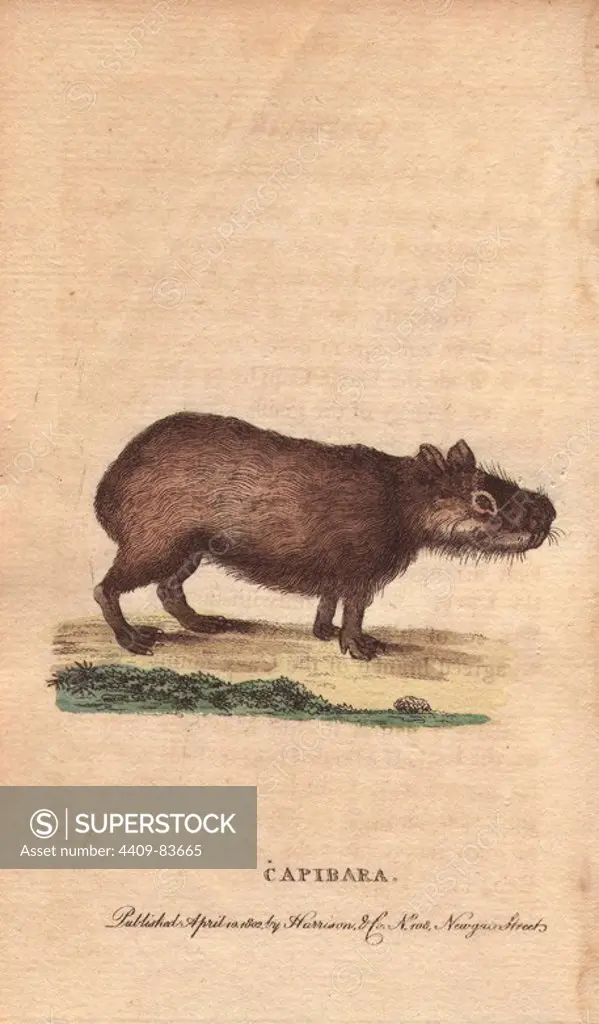 Capibara or capybara. Hydrochoerus hydrochaeris (Cavia capybara). "It grows very fat; the flesh, when eaten, is tender, but has an oily and fishy taste.". Handcoloured copperplate engraving from "The Naturalist's Pocket Magazine; or, Complete Cabinet of the Curiosities and Beauties of Nature" (1798~1802) published by Harrison, London.