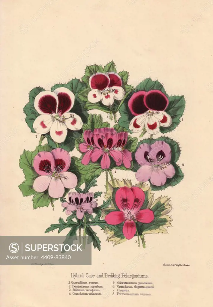 Hybrid Cape and bedding pelargoniums. Hybrid varieties of pink, white, purple and crimson flowered pelargoniums or geraniums from the Cape.. Quercifolium roseum, Denticulatum superbum, Sidonium variegatum, Citriodorum violaceum, Odoratissimum punctatum, Citriodorum elegantissimum, Cleopatra, Formosissimum carneum. Drawn and zincographed by C. T. Rosenberg, for Thomas Moore's "The Garden Companion and Florists' Guide," 1852, published by Charles Frederick Cheffins.. C.T. Rosenberg drew and engraved many botanicals for Moore's "The Gardener's Magazine of Botany" and W.J. Hooker's "Curtis's Botanical Magazine" in the middle of the 19th century. Moore (1821-1887) was the curator of the Botanic Garden, Chelsea, from 1847 until his death.