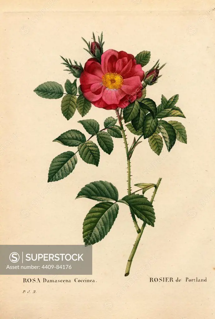 Duchess of Portland rose, Rosa portlandica, Rosier de Portland. Handcoloured stipple copperplate engraving from Pierre Joseph Redoute's "Les Roses," Paris, 1828. Redoute was botanical artist to Marie Antoinette and Empress Josephine. He painted over 170 watercolours of roses from the gardens of Malmaison.