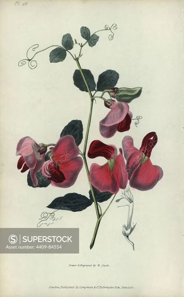 Everlasting pea, Lathyrus grandiflorus. Handcoloured botanical illustration drawn and engraved by William Clark from Richard Morris's "Flora Conspicua" London, Longman, Rees, 1826. William Clark was former draughtsman to the London Horticultural Society and illustrated many botanical books in the 1820s and 1830s.