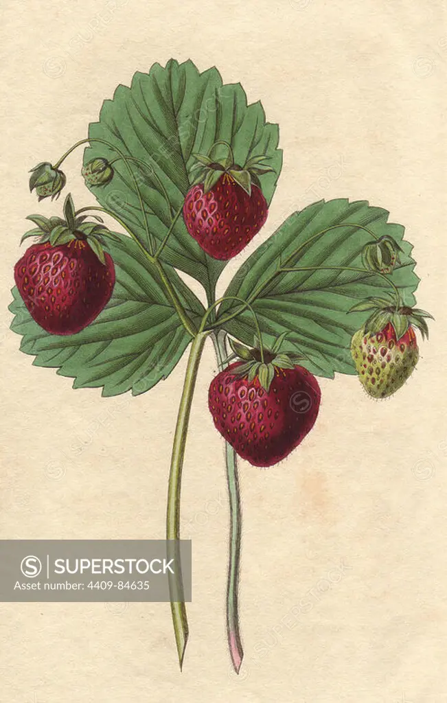 Black roseberry, Fragaria x ananassa, hybrid raised from a