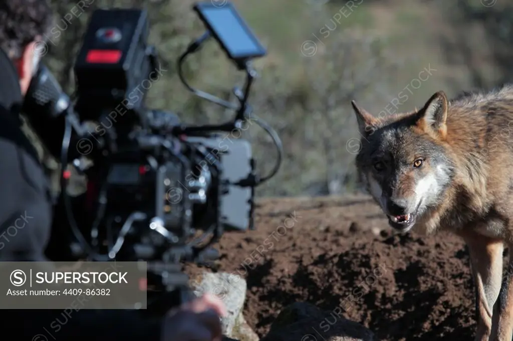 ENTRELOBOS (2010), directed by GERARDO OLIVARES.