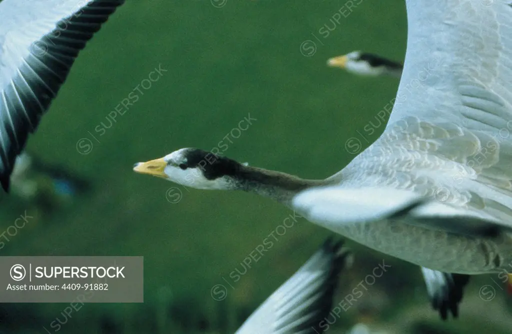 THE TRAVELLING BIRDS (2001) -Original title: LE PEUPLE MIGRATEUR-, directed by JACQUES PERRIN.