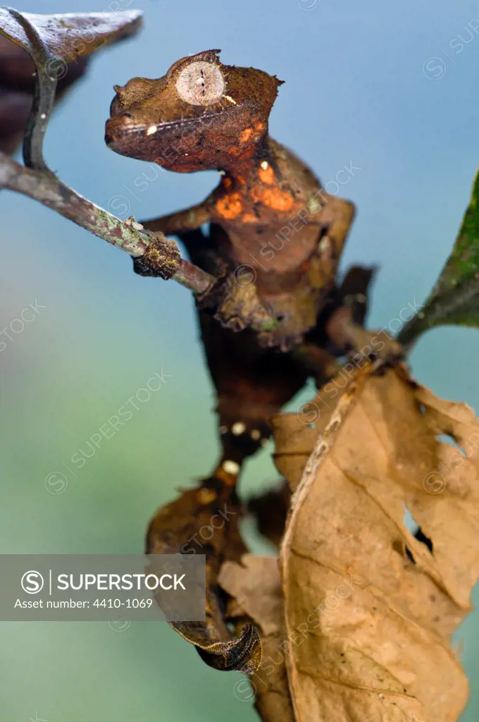 Satanic Leaf Tailed gecko (Uroplatus phantasticus) moving amongst dead and shrivelled leaves, Ranomafana National Park, Madagascar