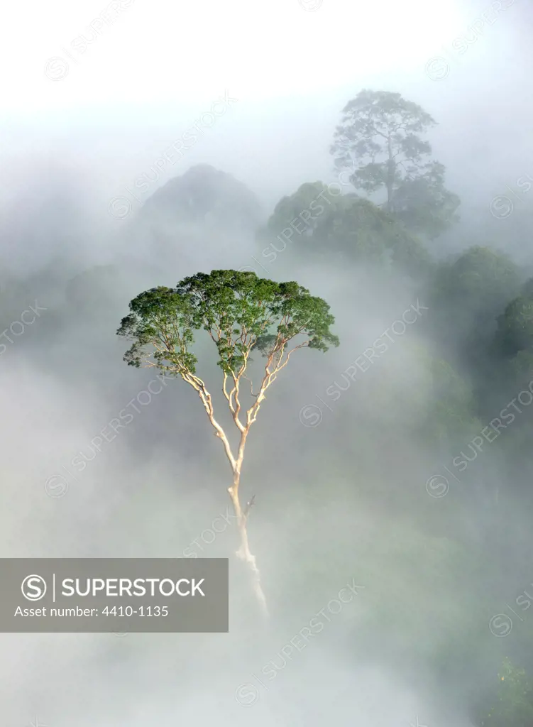 Emergent Menggaris tree (Koompassia excelsa) protruding from mist and low cloud hanging over lowland dipterocarp rainforest, Danum Valley, Sabah State, Island of Borneo, Malaysia