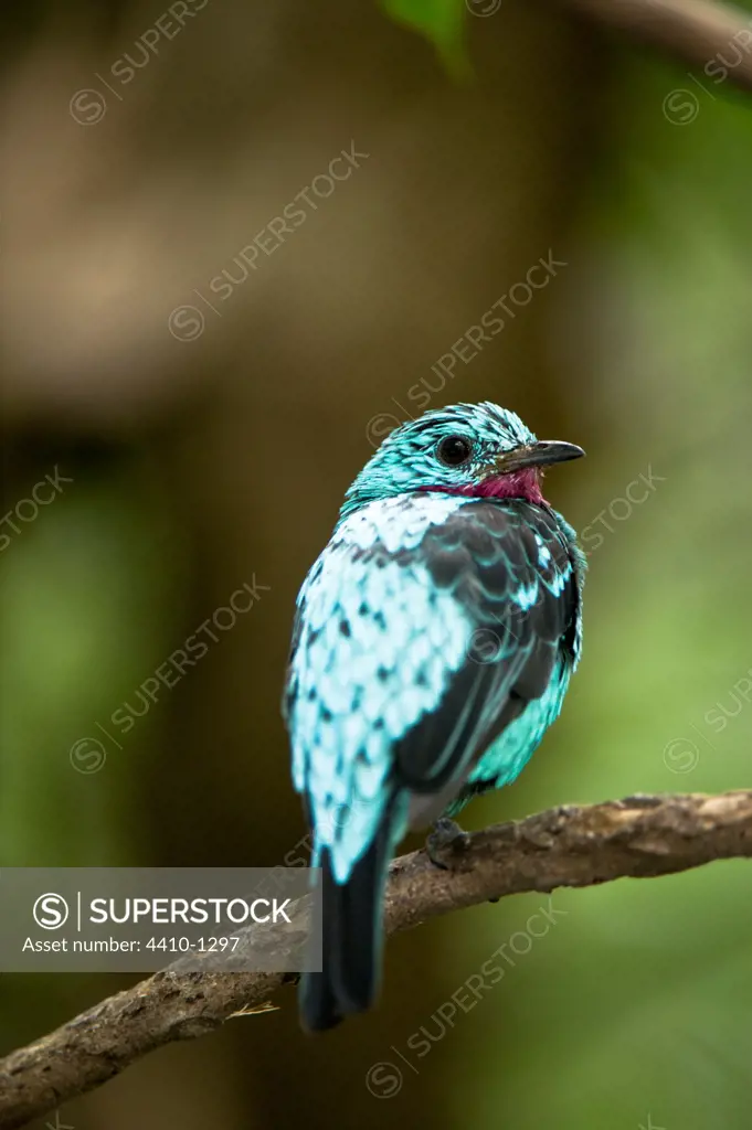 Cotinga