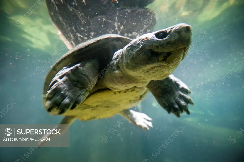 Malayan Giant River Terrapin (Orlitia borneensis) swimming underwater, Singapore Zoo, Singapore