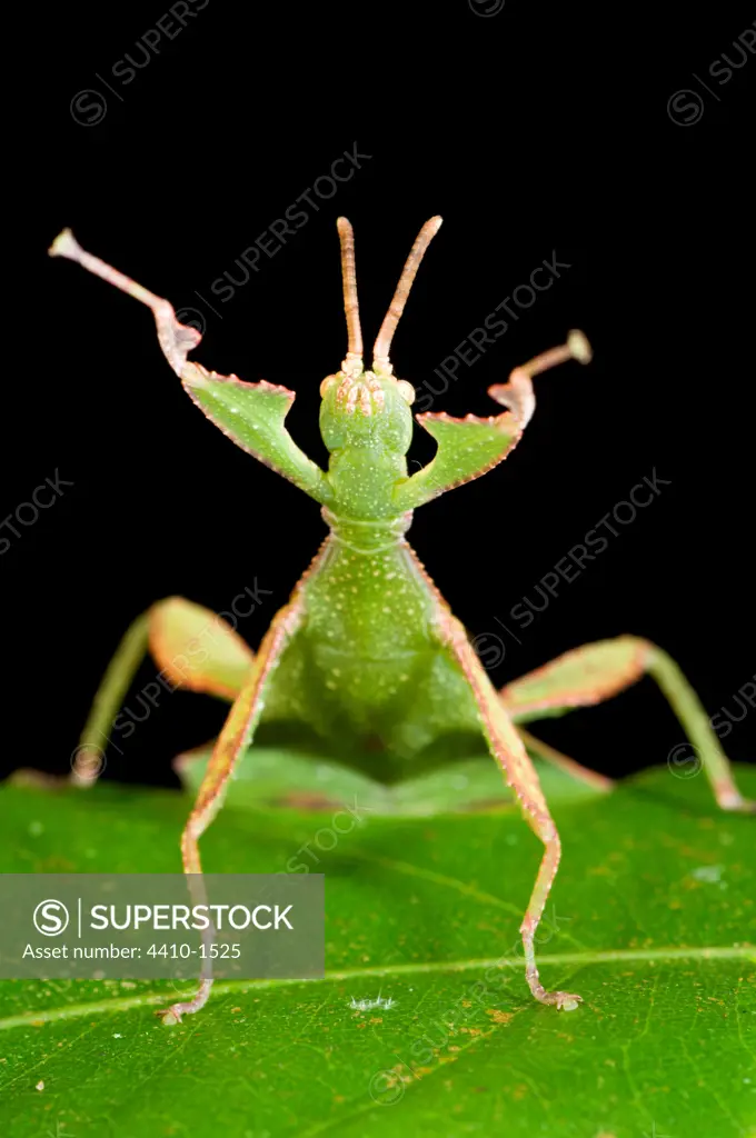 Female Leaf insect (Phyllium sp.) in defensive posture, Mt Kinabalu, Sabah State, Island of Borneo, Malaysia