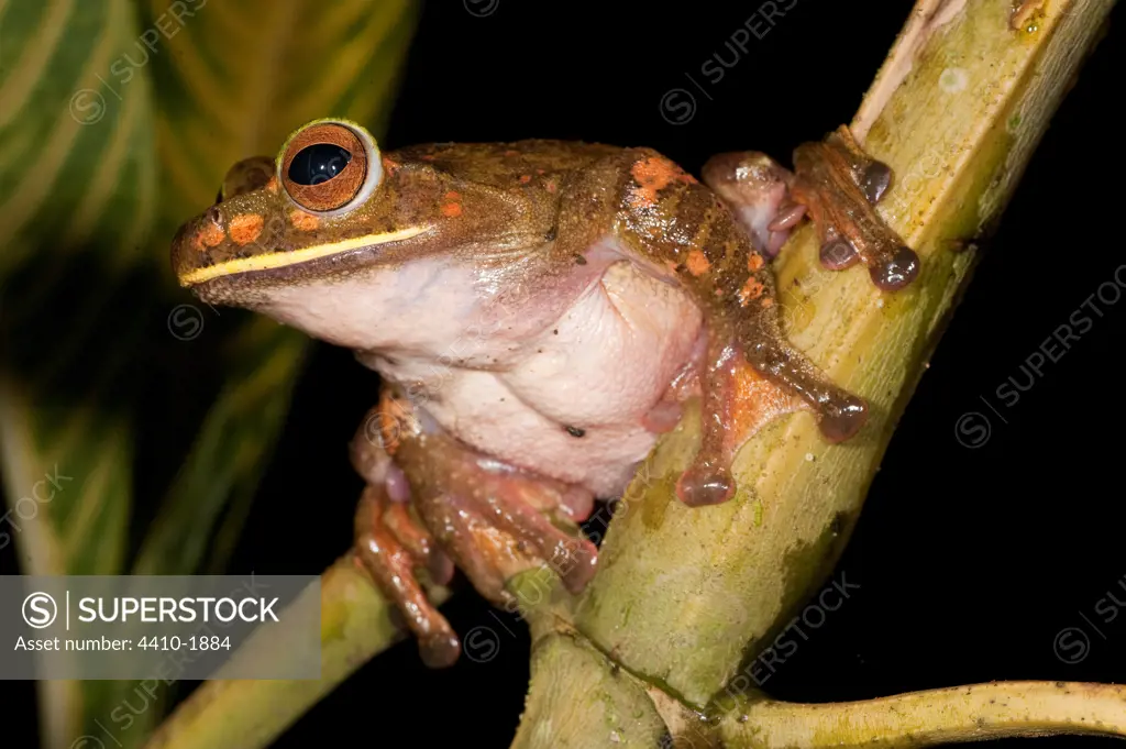 White-Lipped Tree frog (Boophis albilabris) in rainforest canopy, Masoala National Park, Madagascar