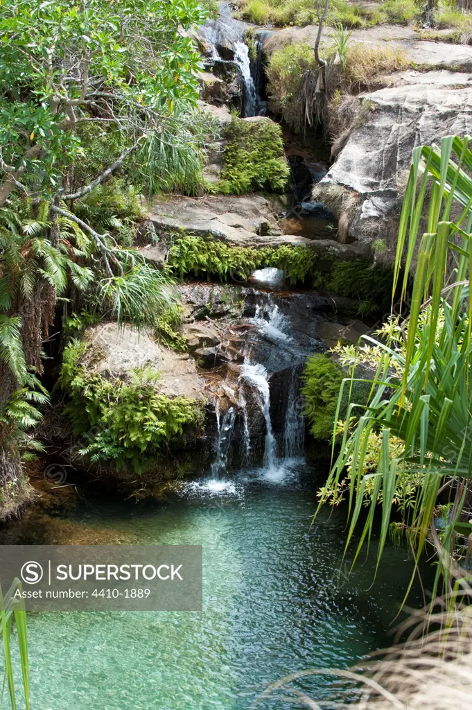 Natural pool with surrounding Pandanus palms, Isalo National Park, Madagascar