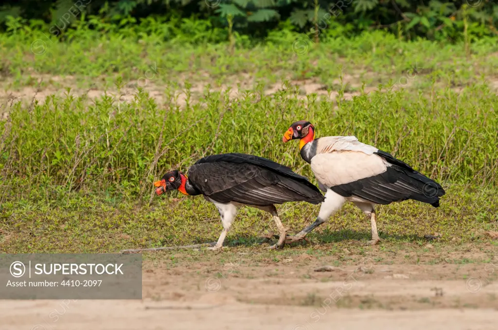 Female King Vulture (Sarcoramphus papa) with offspring approaching maturity on sandbar at the banks of the Piquiri River, Pantanal, Brazil
