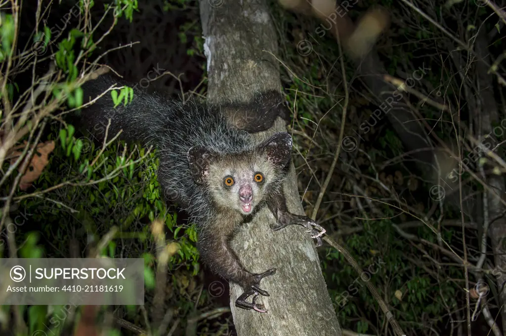 Female Aye-aye (Daubentonia madagascariensis) foraging in the middle canopy / understorey of dry deciduous forest at night. Forests near Andranotsimaty, Daraina, northern Madagascar. Endemic. Endangered.