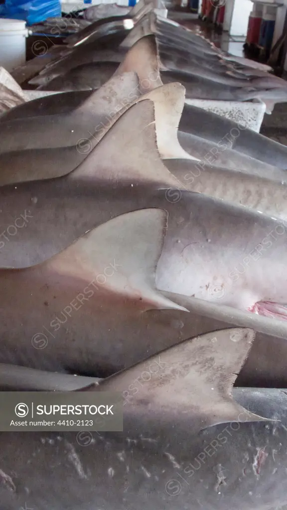 Spot-Tail Sharks (Carcharhinus sorrah) on sale in fish market in Sharjah, United Arab Emirates