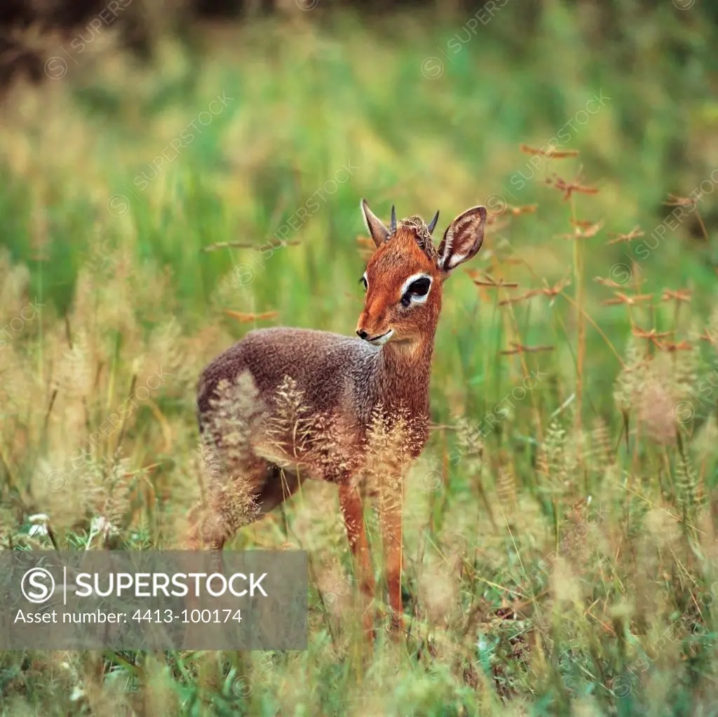 Kirk's dik dik male in the savanna grasslands Amboseli Kenya