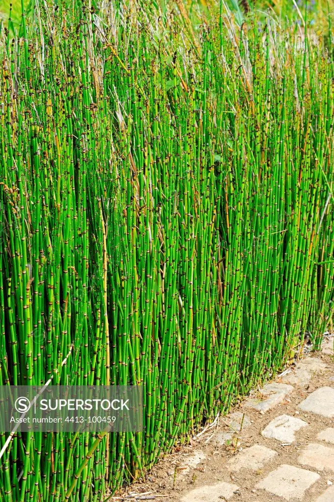 Giant horsetails in a garden pound