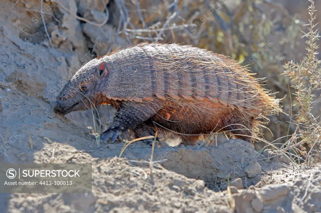 Large hairy armadillo walking Patagonia Argentina