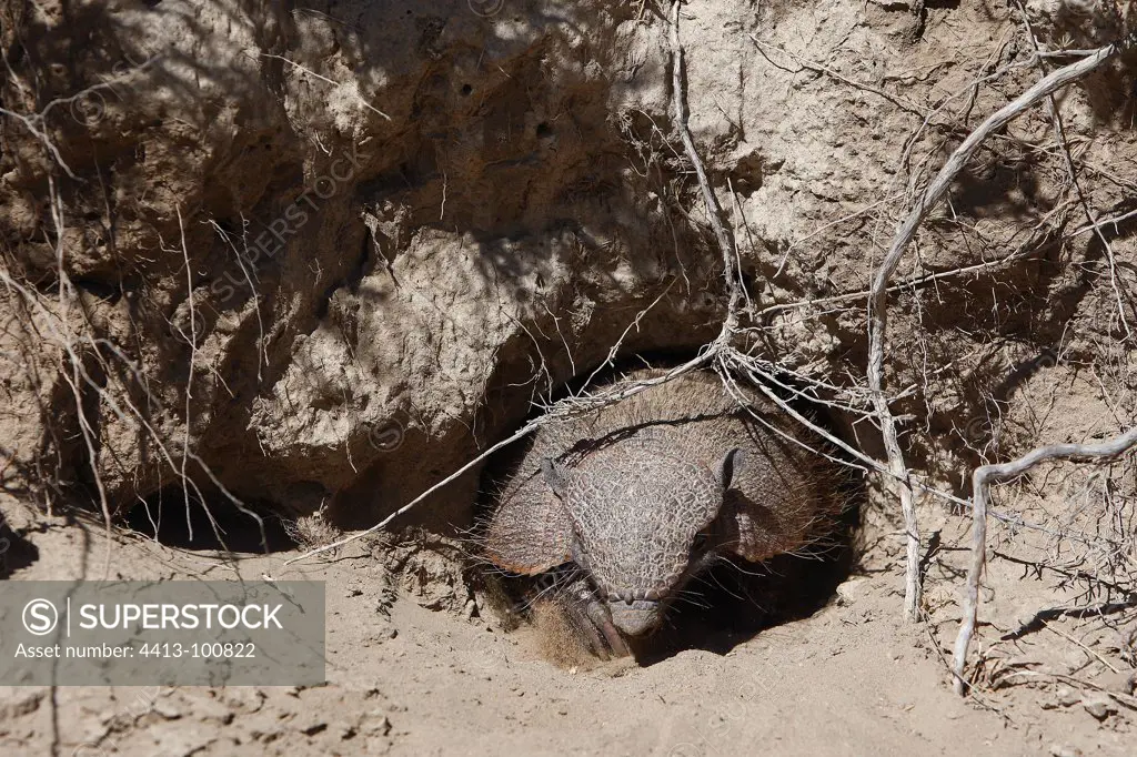 Large hairy armadillo on sand Patagonia Argentina