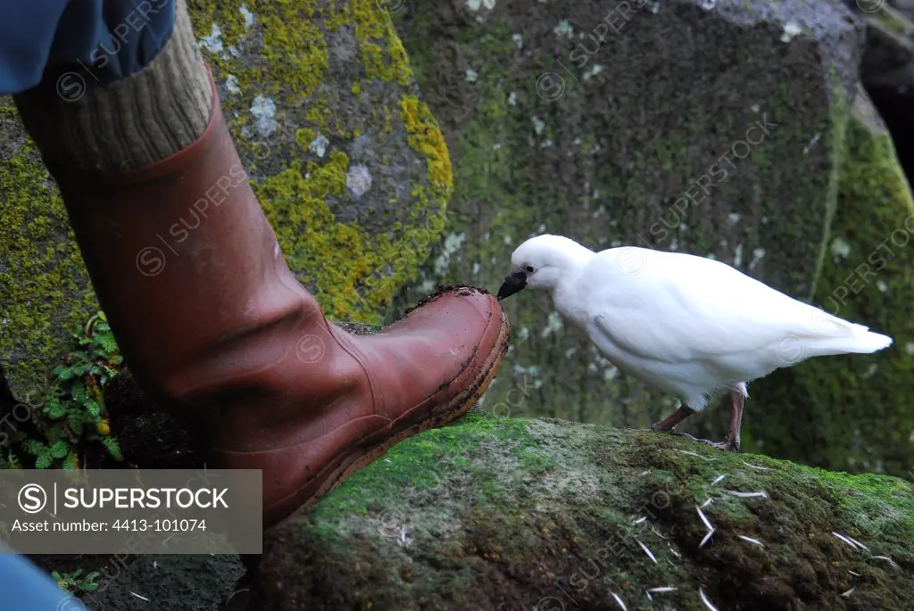 Black-faced Sheathbill feeling the boot of a scientist