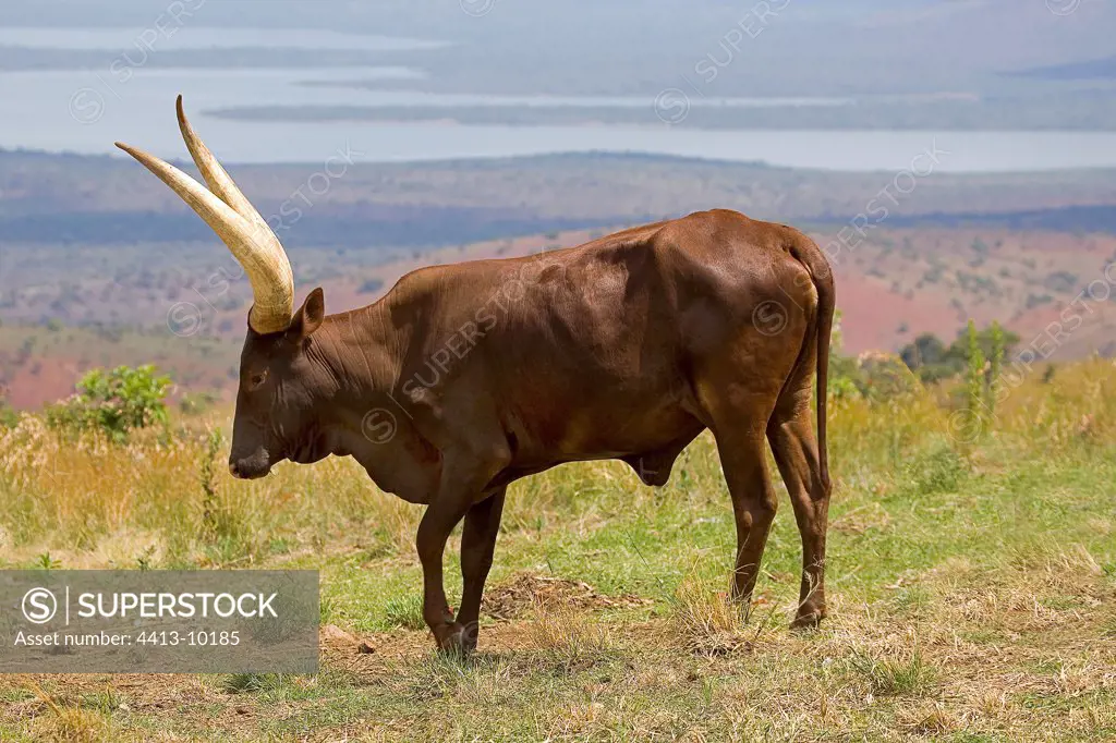 Cow of the Tutsi shepherds invading the national park Rwanda