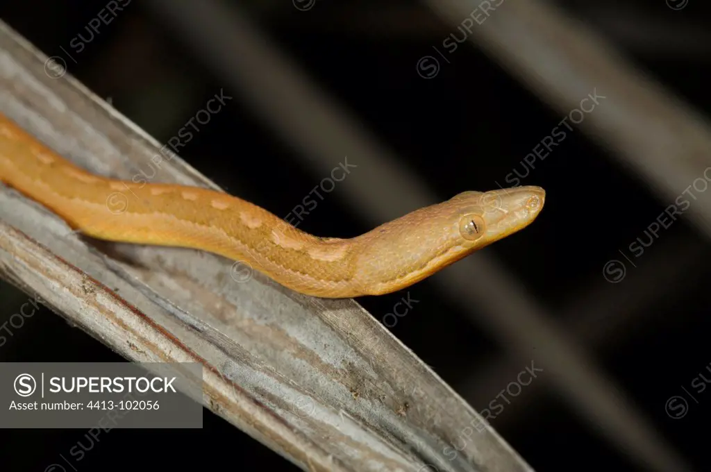 A juvenile Round Island Boa