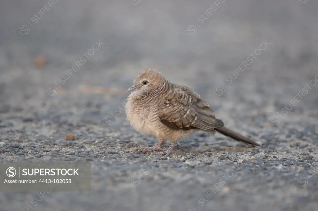 Juvenile Zebra Dove introduced in Mauritius from Malaysia