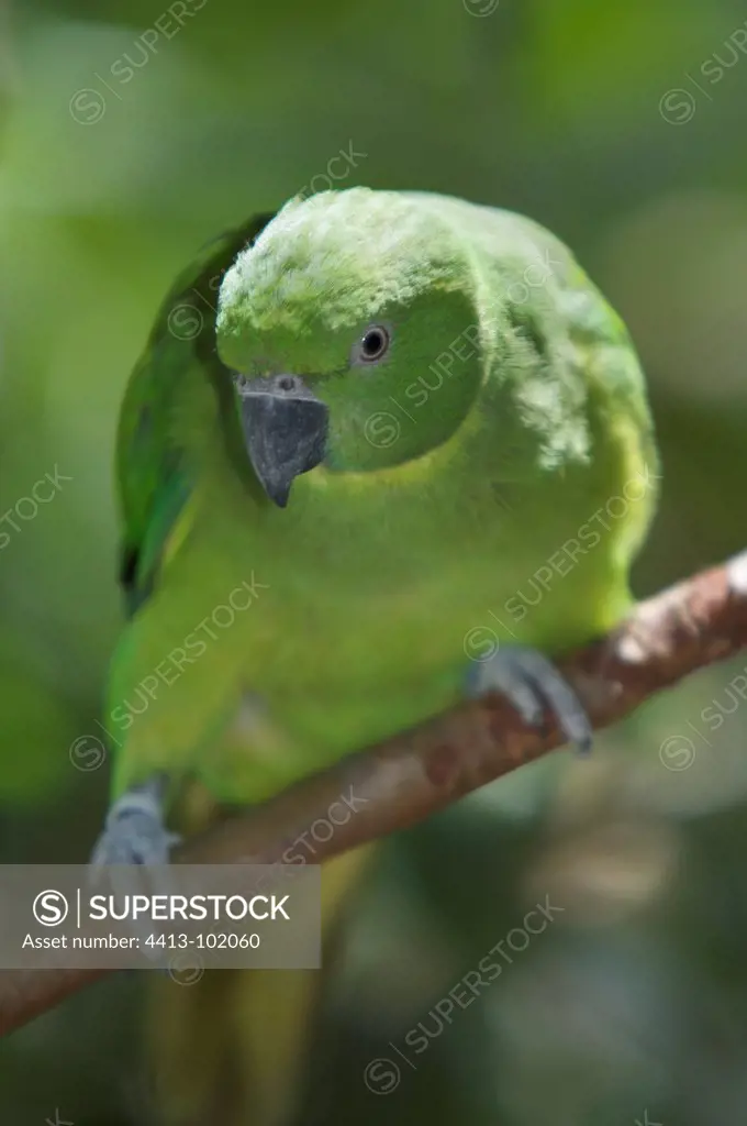 Mauritius Parakeet in Mauritius