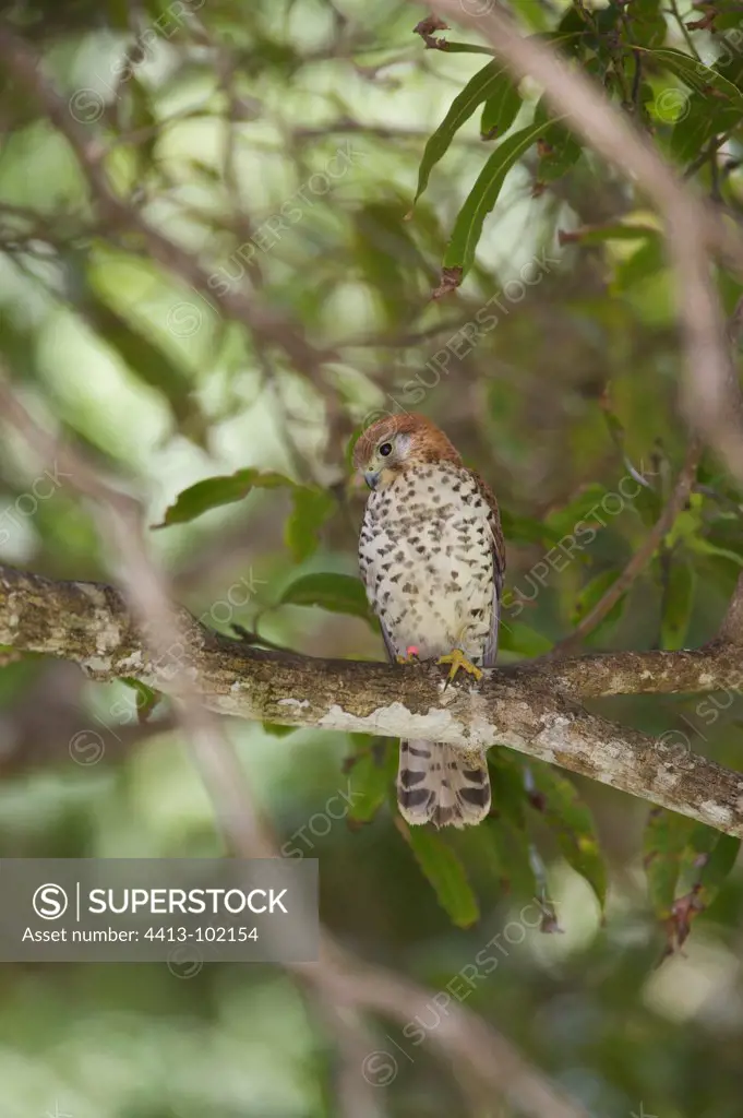 Mauritius kestrel on a branche at Mauritus