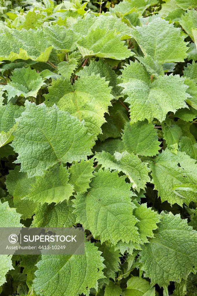 Foliage of a giant Nettle in the national park Rwanda